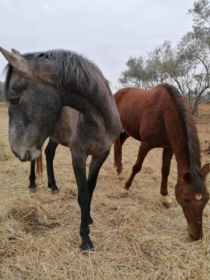 Appartamento Ferienresidenz Lavandula Nova Vas  Esterno foto