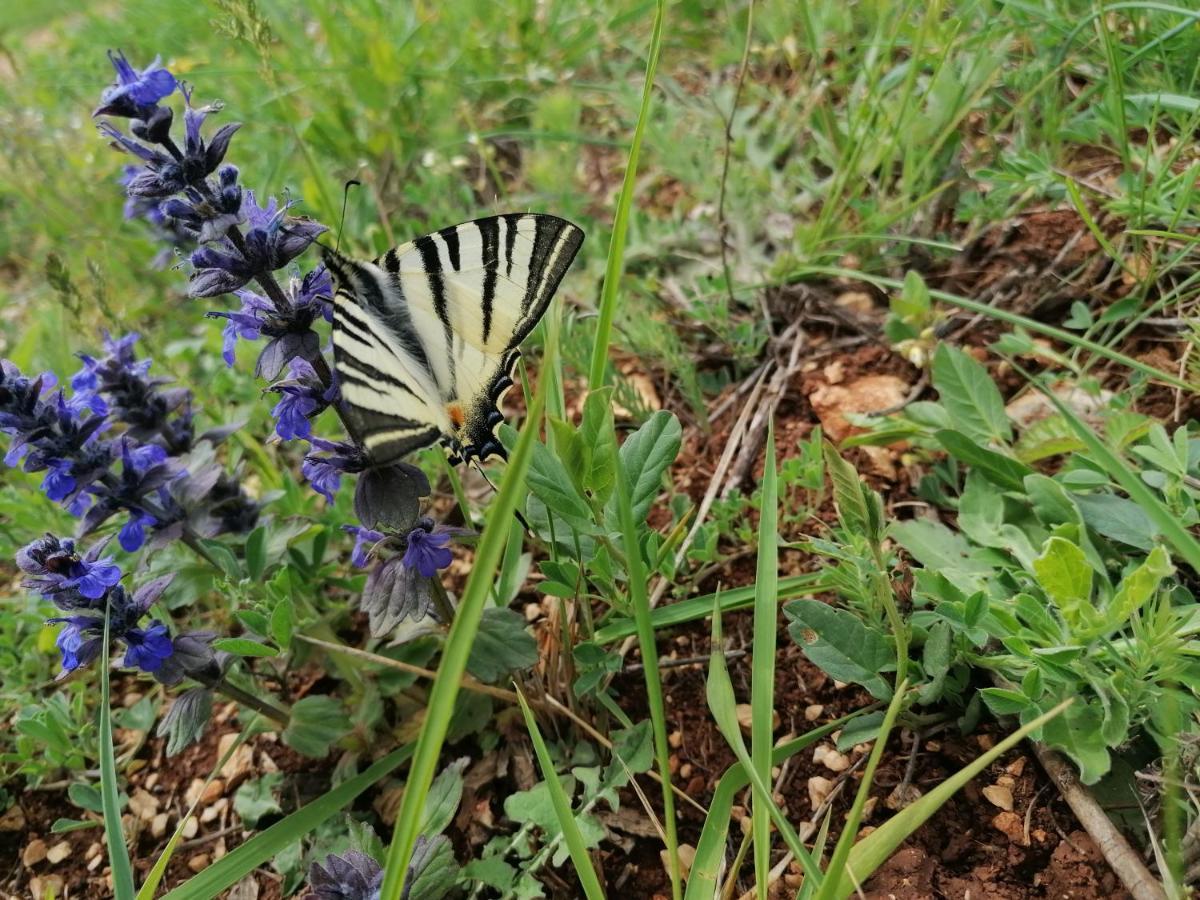 Appartamento Ferienresidenz Lavandula Nova Vas  Esterno foto